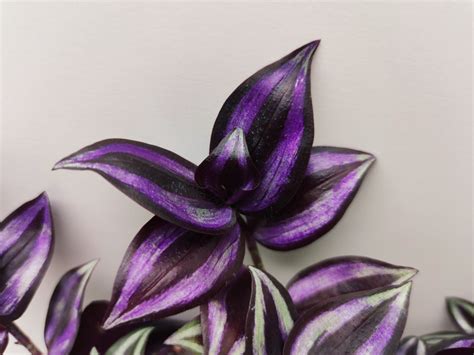 Цветы традесканция зебрина - 66 фото