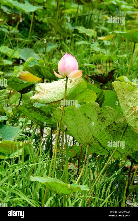 🎉 National flower of india. National Symbols of India. 2019-01-23