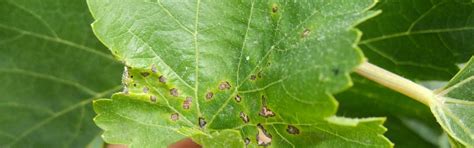 Антракноз винограда | Виноградник Вячеслава