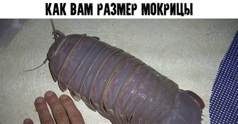 Фото Насекомых В Ванной Комнате — Mixyfotos.ru