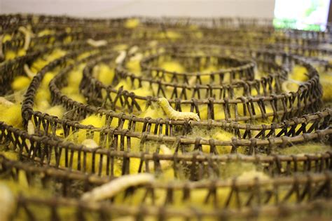 This Silk Protein Can Help Make Beauty and Skincare Products - Research ...