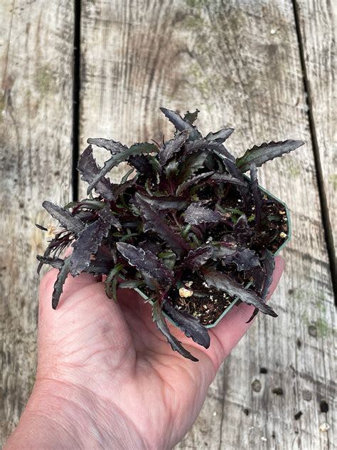 Hemigraphis Dragons Tongue - Etsy