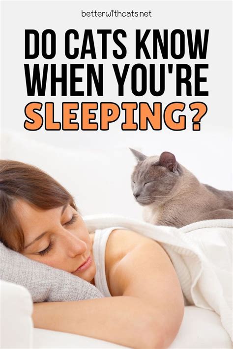 Do Cats Know When You Re Sleeping Answered Explained Artofit