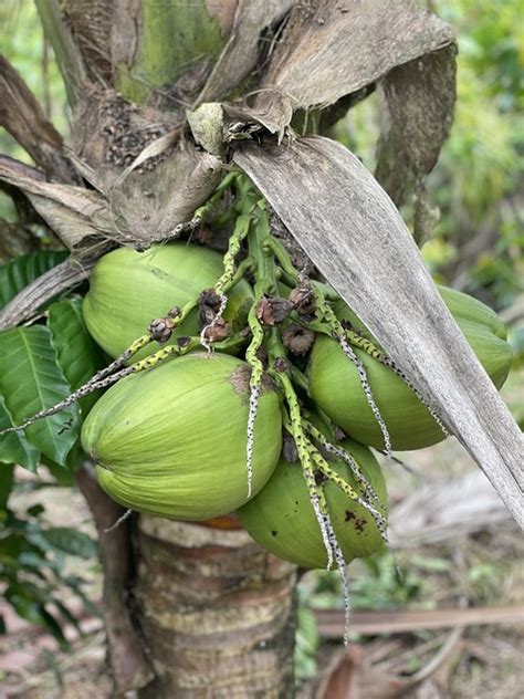 Noix De Coco Tropical Croissance - Photo gratuite sur Pixabay - Pixabay