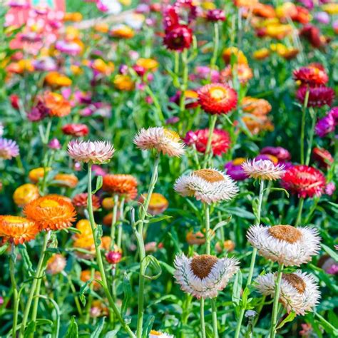 Everlasting Daisy Tom Thumb Mix Seeds The Seed Collection