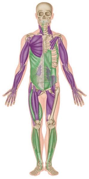 Trigger Point Therapy - Postural and Phasic Muscles | Muscle Energy ...