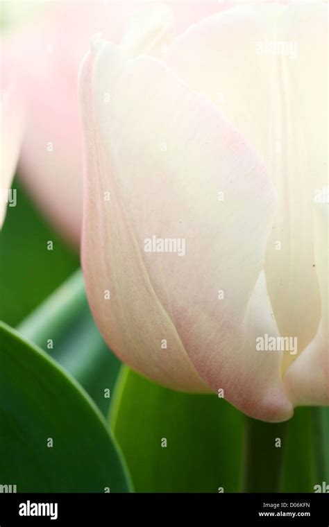 Pink tulips background Stock Photo - Alamy