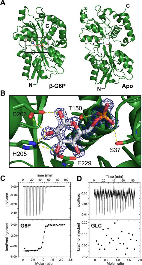 Afua Is A Sugar Phosphate Specific Periplasmic Binding Protein A