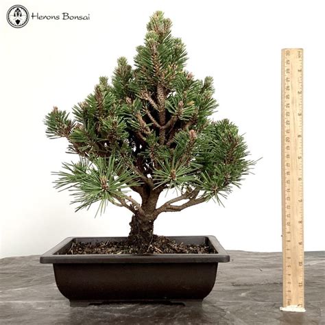 Pinus Thunbergii Japanese Black Pine From Herons Bonsai