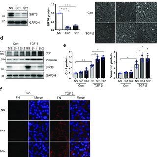 | Sirtuin 6 (Sirt6) is significantly increased from mice with ...