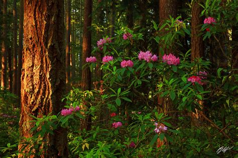 F076 Rhododendrons In Rhododendron Park Whidbey Island Washington
