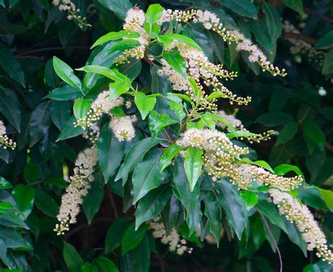 Лавровишня: посадка и уход в открытом грунте, размножение, сорта