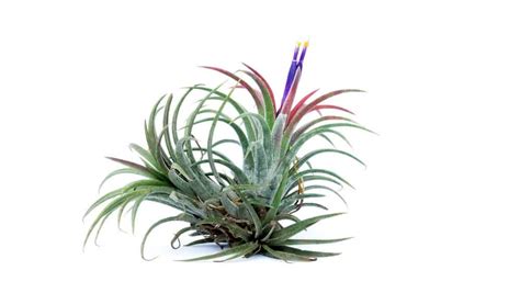 Do Air Plants Die After Flowering Life Cycle Explained Seeds N Flowers