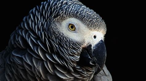A Parrot May Be A Key Witness In A Murder Mystery — But How Reliable Is