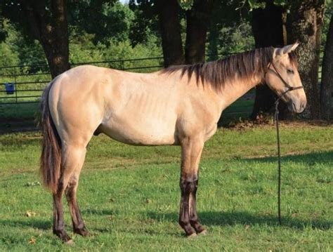 2018 Dun Aqha Colt