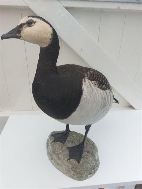 Canada Goose Taxidermie Volledige Montage Branta Canadensis With