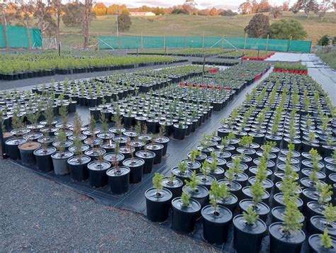 pot developments top  bottom hort journal australia