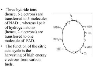 Tca Cycle Ppt