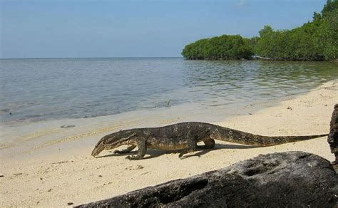 Wisata Pulau Biawak Surga Tersembunyi Di Indramayu Tempatnya Pesugihan