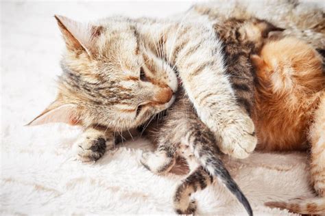 Mother Cat Nursing Baby Kittens, Close Up Stock Photo - Image of cats, female: 124929742