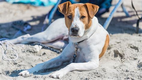 Posso Portare Il Cane In Spiaggia Ecco Tutte Le Regole Da Rispettare