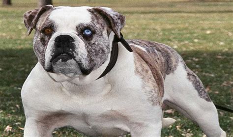 Alapaha Blue-Blood Bulldog Breed Information - Vetstreet | Vetstreet