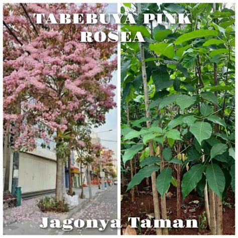 Jual Tanaman Tabebuya Pink Rosea Meter Tabebuya Bunga Pink Shopee