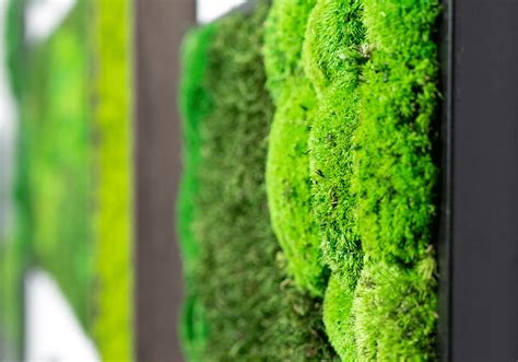 zelena boja green wall  zeleni zidovi