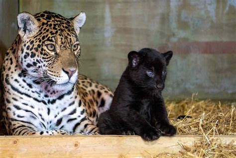 Newborn Black Leopard