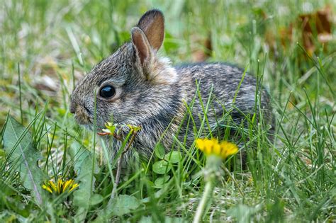 What Should I Do with a Baby Bird, Bunny or Another Wild Animal in My Yard? | Tufts Now