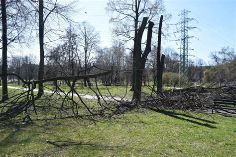 Wycinka drzew w Parku Niedźwiadków w Tychach 21 drzew pod topór