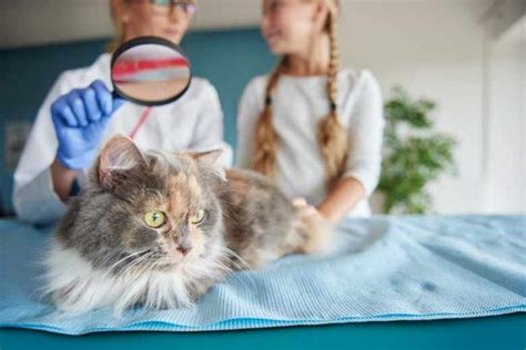 Feline Lower Urinary Tract Disease Flutd Mermaid Vet