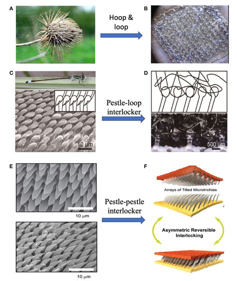 Figure 1 From Bioinspired Smart Materials With Externally Stimulated