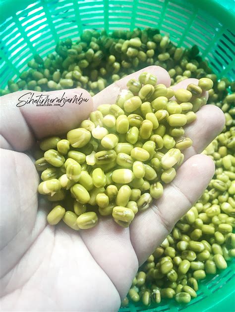 Cara Membuat Tauge Kacang Hijau Gemuk Ilmu