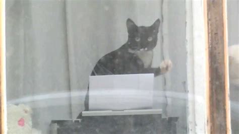 кот машет прохожим лапой - YouTube