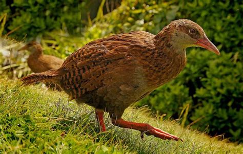 Weka | The Animal Facts | Appearance, Diet, Habitat, Lifespan, Behavior