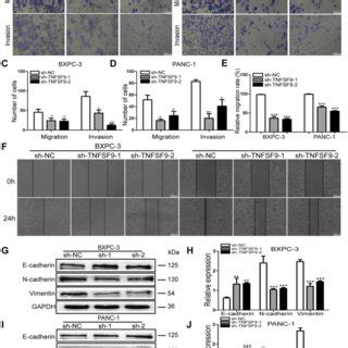 Knockdown Of Tnfsf Inhibits The Migration And Invasion Of Pancreatic