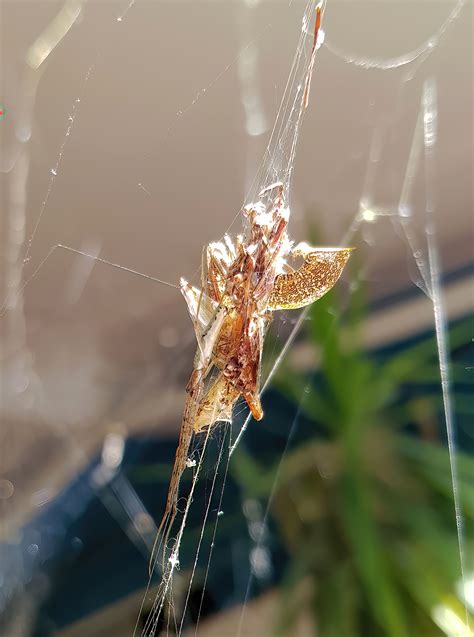 Long Jawed Spider Tetragnatha Sp Ausemade