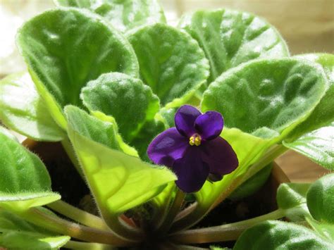 African Violets One Of The Most Popular Indoor Flowering Plants In