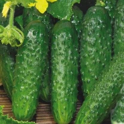 Купить семена огурцов в Минске, почтой по Беларуси, каталог