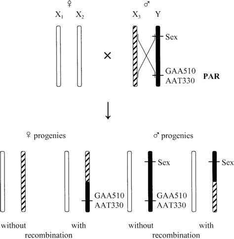 Schematic Graph Of Recombination Between The Sex Chromosomes