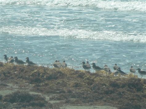 Pregrace T Semipal Plover Hector C Cruzado Flickr