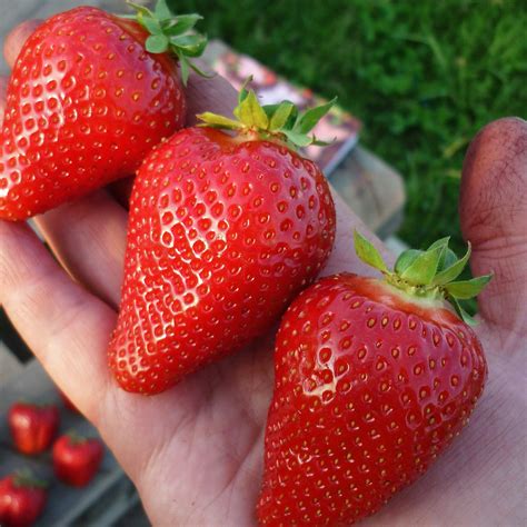 Клубника Бурбон: описание и характеристики сорта садовой земляники ...