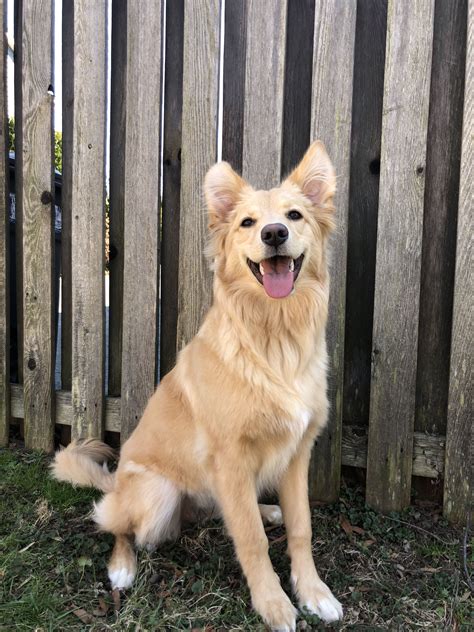 Golden Retriever German Shepherd Mix Puppy