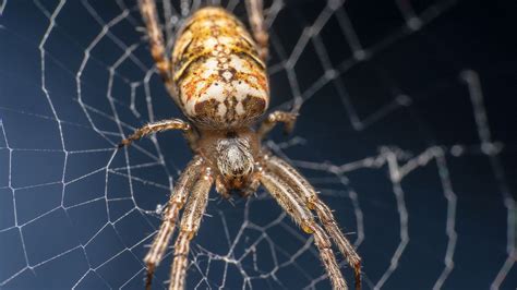 What are Cardinal spiders and do they exist in the UK? – The US Sun ...