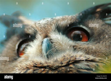 Detail Bird Brown Brownish Brunette Face Watchful Birds Eyes Look Glancing See Stock Photo Alamy