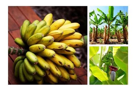 Mudas De Banana Ouro Nanica Rizomas Parcelamento Sem Juros