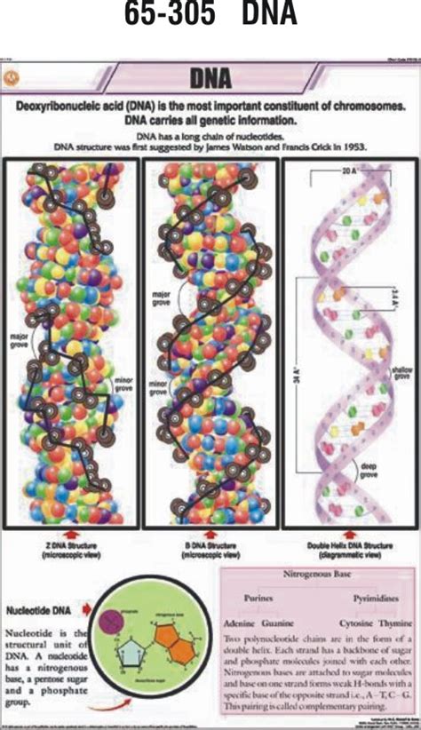 Dna Scale Chart Geeky Sequencing Dna Gene Stick Result Genetic Human