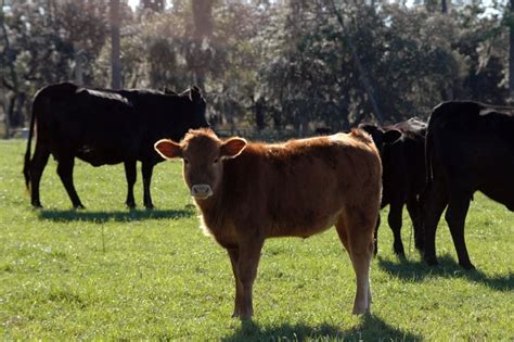 Watch Cattle For Ergot Poisoning In Wet Humid Pastures