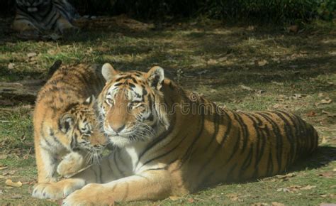 Siberian Tiger Mother and Cub Togetherness Stock Image - Image of ...